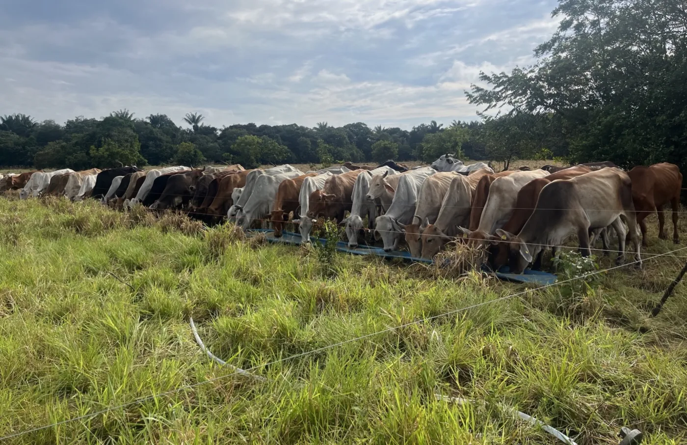Lote de ganado pastoreando una franja delimitada con cerca eléctrica